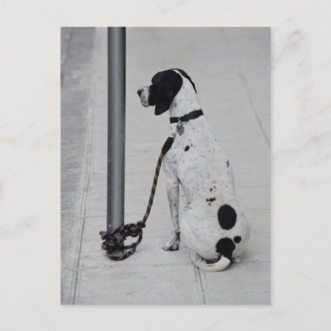 Carte Postale Chien (Devant)