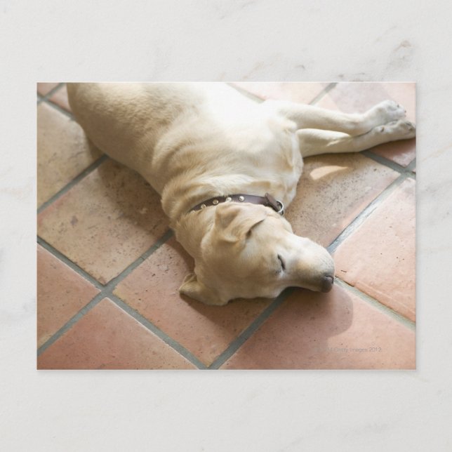 Carte Postale Chien 3 (Devant)