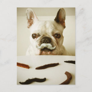 Carte Postale Chien À Balle Français Avec Moustache