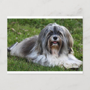 Carte postale Chien à Chien à Chien Havanais