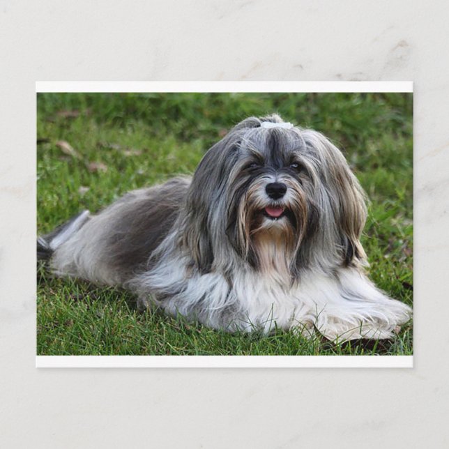 Carte postale Chien à Chien à Chien Havanais (Devant)