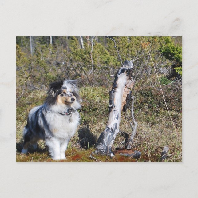Carte Postale Chien à chiens de mouton bleu Merle Shetland (Devant)