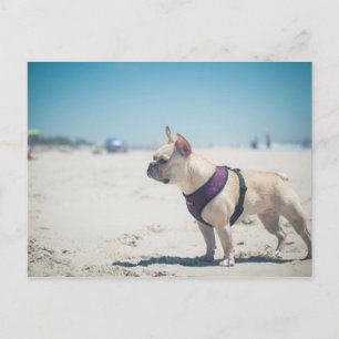Carte Postale Chien À La Plage