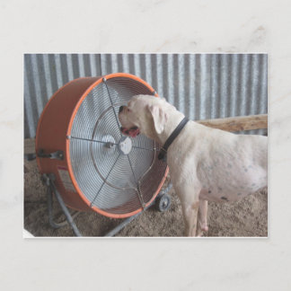 Carte Postale Chien - Aimer la brise
