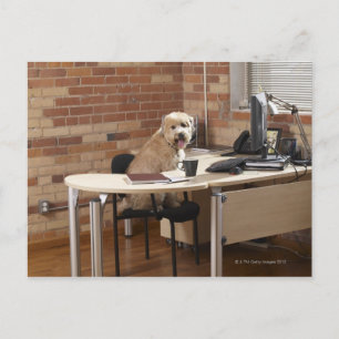 Carte Postale Chien assis au bureau