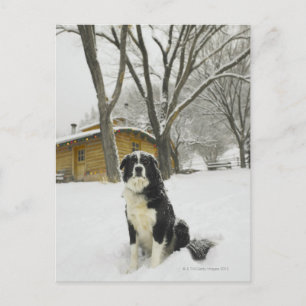 Carte Postale Chien assis dans la neige avec un cabine en rondin