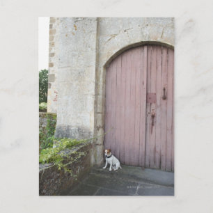 Carte Postale Chien assis devant des portes closes