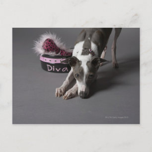 Carte Postale Chien avec bol de diva, renifler le sol