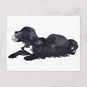 Carte Postale Chien avec boule veut jouer à aller chercher
