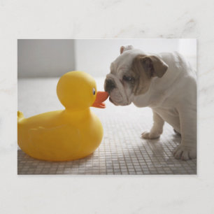 Carte Postale Chien avec canard en plastique