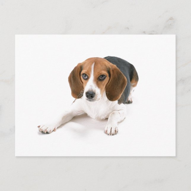 Carte postale Chien beagle (Devant)