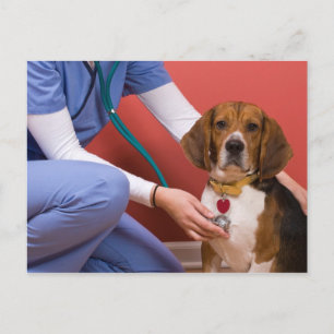 Carte Postale Chien Beagle mignon Obtenir un examen vétérinaire