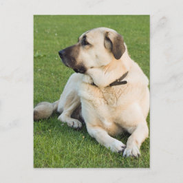 Carte Postale Chien berger anatolien