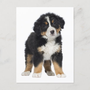 Carte Postale Chien bernois de montagne Bonjour, Amour, Désolé,