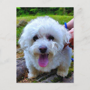 Carte Postale Chien blanc