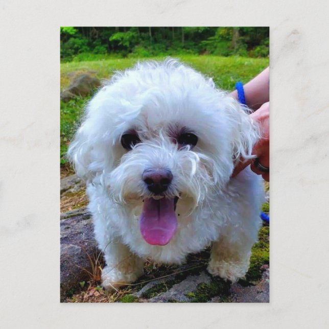 Carte Postale Chien blanc (Devant)