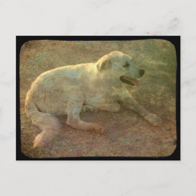 Carte Postale Chien blanc (Devant)