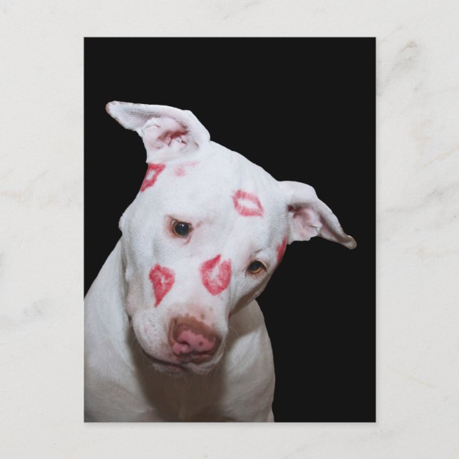 Carte Postale Chien blanc amoureux, Scellé avec baisers en bâton (Devant)