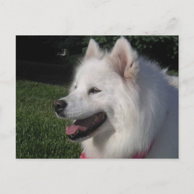 Carte Postale Chien blanc assez doux de Samoyed (Devant)