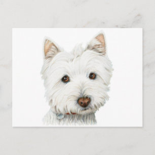 Carte Postale Chien blanc de Terrier de West Highland
