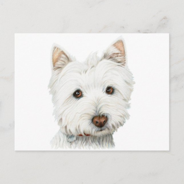 Carte Postale Chien blanc de Terrier de West Highland (Devant)