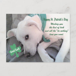 Carte Postale Chien blanc mignon portant un Shamrock écaille ver