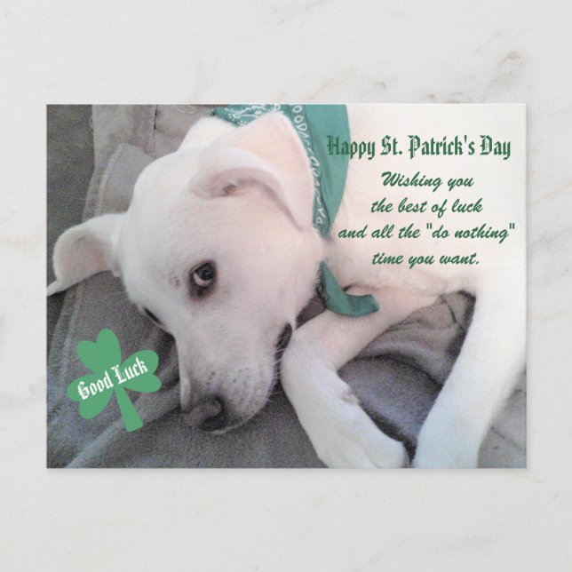 Carte Postale Chien blanc mignon portant un Shamrock écaille ver (Devant)