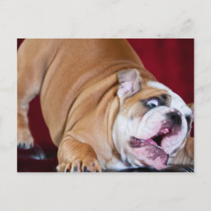 Carte Postale Chien Bouledogue Anglais
