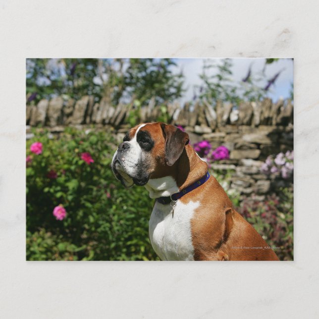 Carte Postale Chien Boxer dans les Fleurs (Devant)