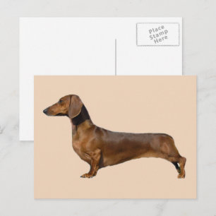 Carte Postale Chien Brown mignon Dachshund