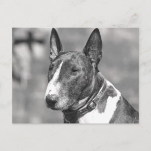 Carte Postale Chien Bull Terrier