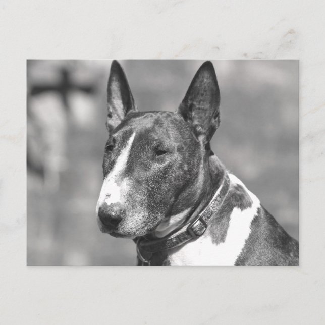 Carte Postale Chien Bull Terrier (Devant)