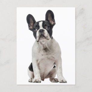 Carte Postale Chien Chien à Chien à Chien à Chien - Amour, Bonjo