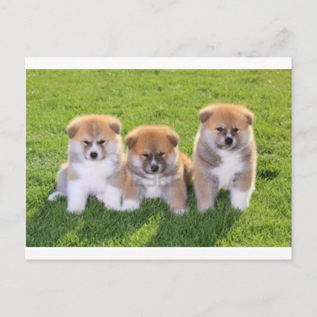 Carte Postale Chien Chien Akita Inu Chien Chien Chien Chien Chie (Devant)