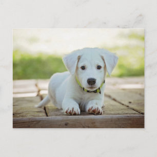 Carte Postale Chien Chien Chien Animal animal mignon Blanc Adora