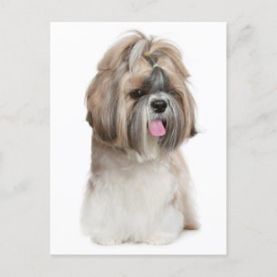 Carte Postale Chien Chien Chien Chien Chien Chien Chien Chien Ch