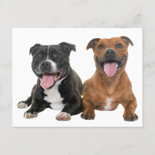 Carte Postale Chien Chien Chien Chien Chien Chien Chien Chien Ch