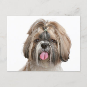 Carte Postale Chien Chien Chien Chien Chien Chien Chien Chien Ch