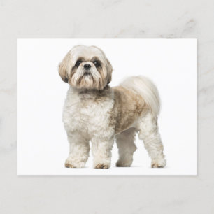 Carte Postale Chien Chien Chien Chien Chien Chien Chien Chien Ch