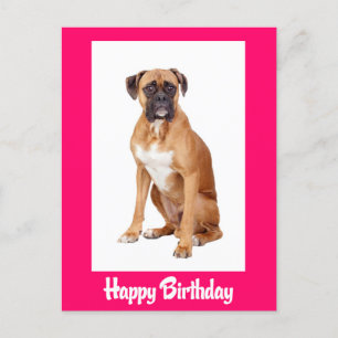 Carte postale Chien Chien Chien Chien Chien En Box