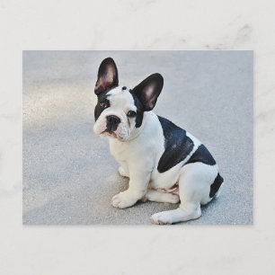 Carte postale Chien Chien Chien Chien Chien França