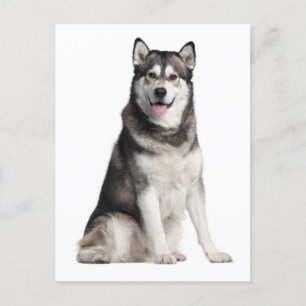 Carte postale Chien Chien Chien Chien Chien Mal De