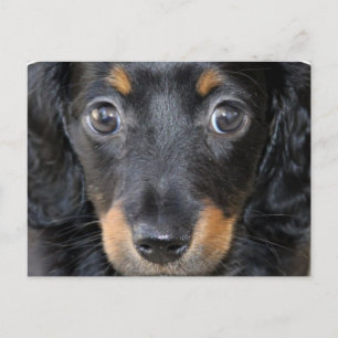 Carte postale Chien Chien Chien Chien Daschund