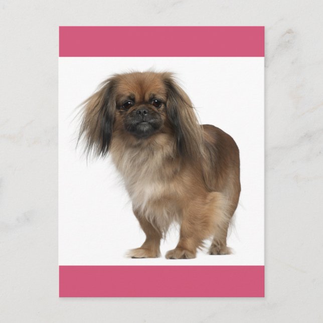 Carte postale Chien Chien Pekingese (Devant)