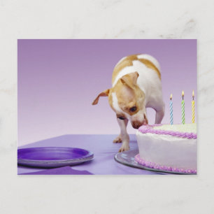 Carte Postale Chien (chihuahua) mangeant un gâteau d'anniversair