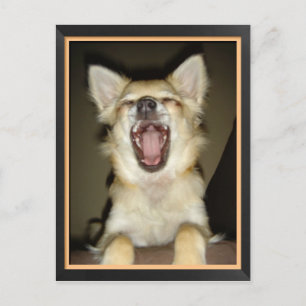 Carte postale chien chihuahua Spaß Postkarte