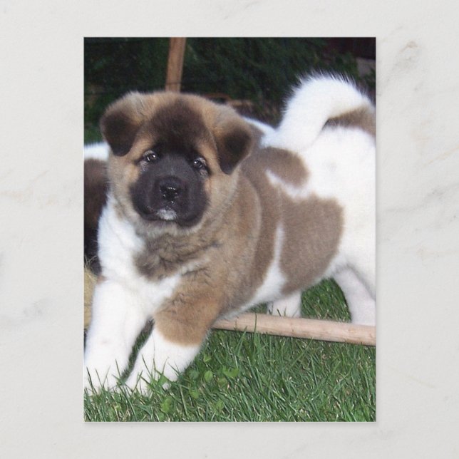 Carte Postale Chien chiot américain Akita (Devant)