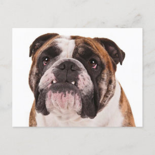 Carte Postale Chien chiot de Bulldog anglais - Bonjour, Mlle, Bl