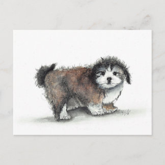 Carte Postale Chien chiot Shihtzu, animal de compagnie