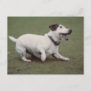 Carte Postale Chien courant